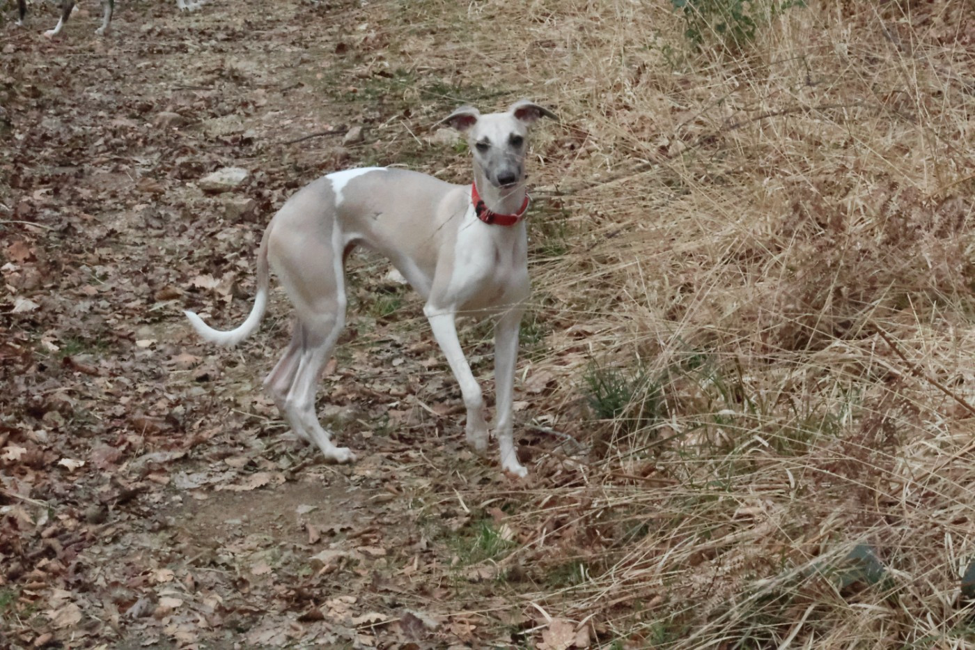 Votre Majesté Reine Elizabeth des Gardiens d'Hadès