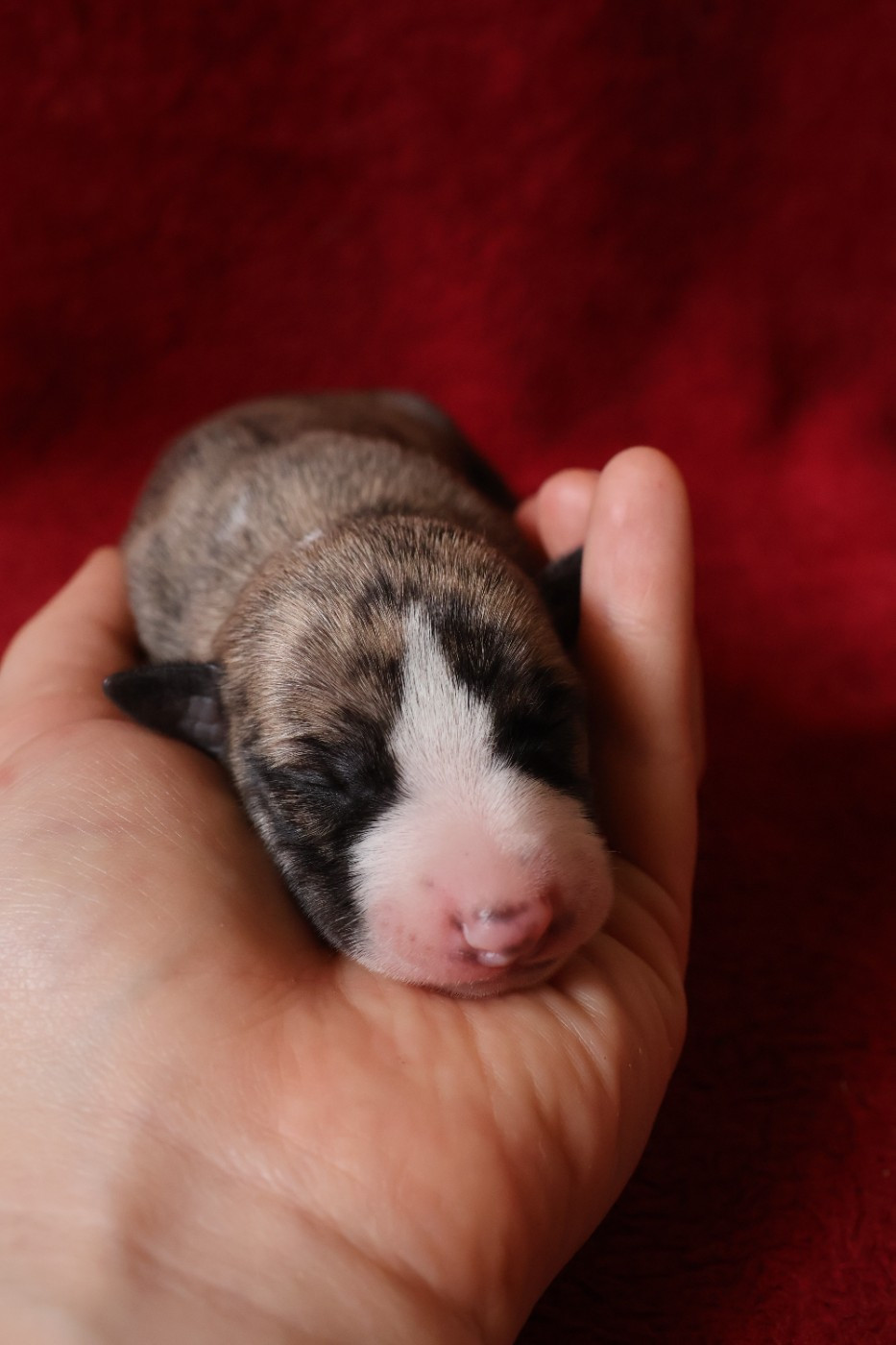 Dear Sweety - Chiots disponibles - Whippet