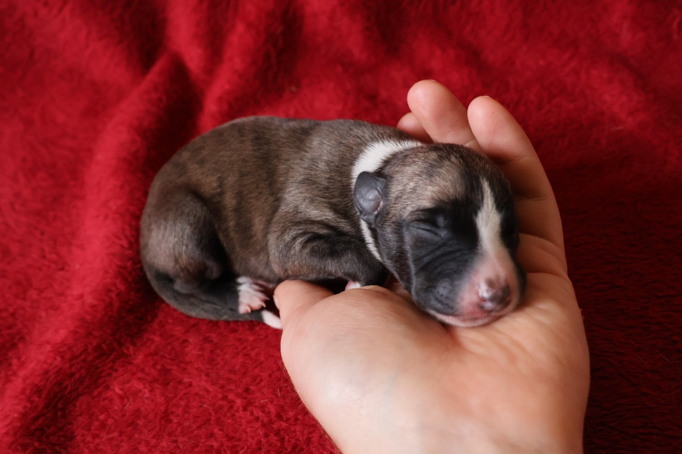 Dear Sweety - Chiots disponibles - Whippet