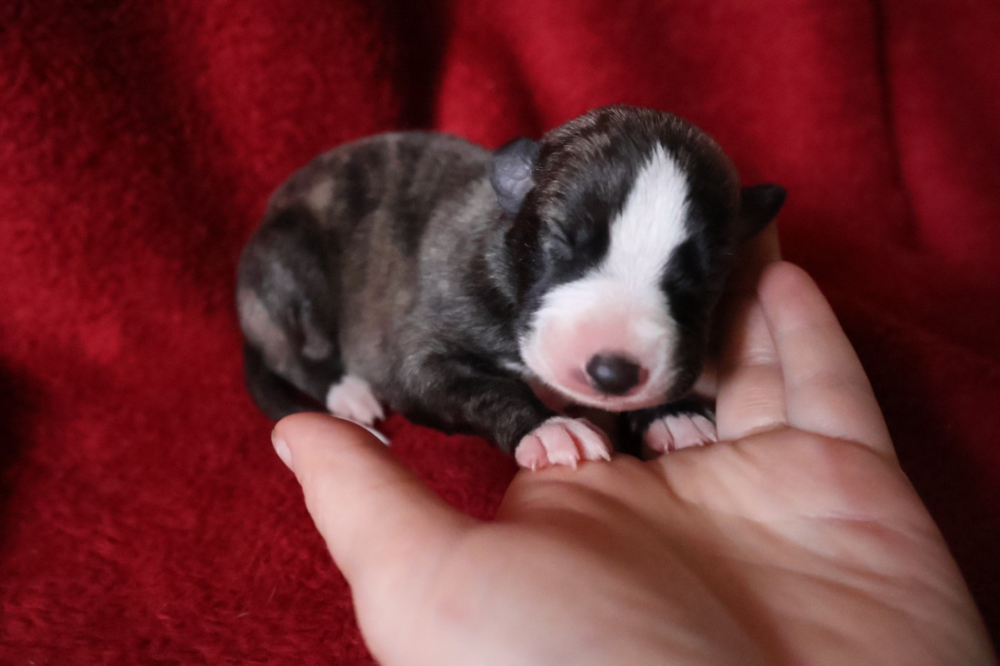 Dear Sweety - Chiots disponibles - Whippet
