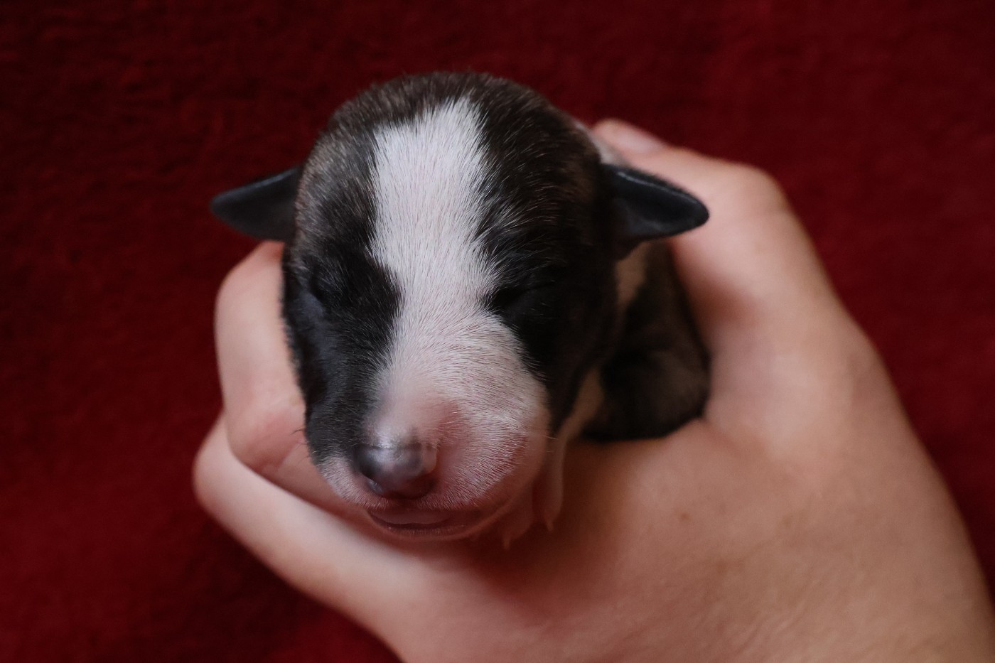 Dear Sweety - Chiots disponibles - Whippet