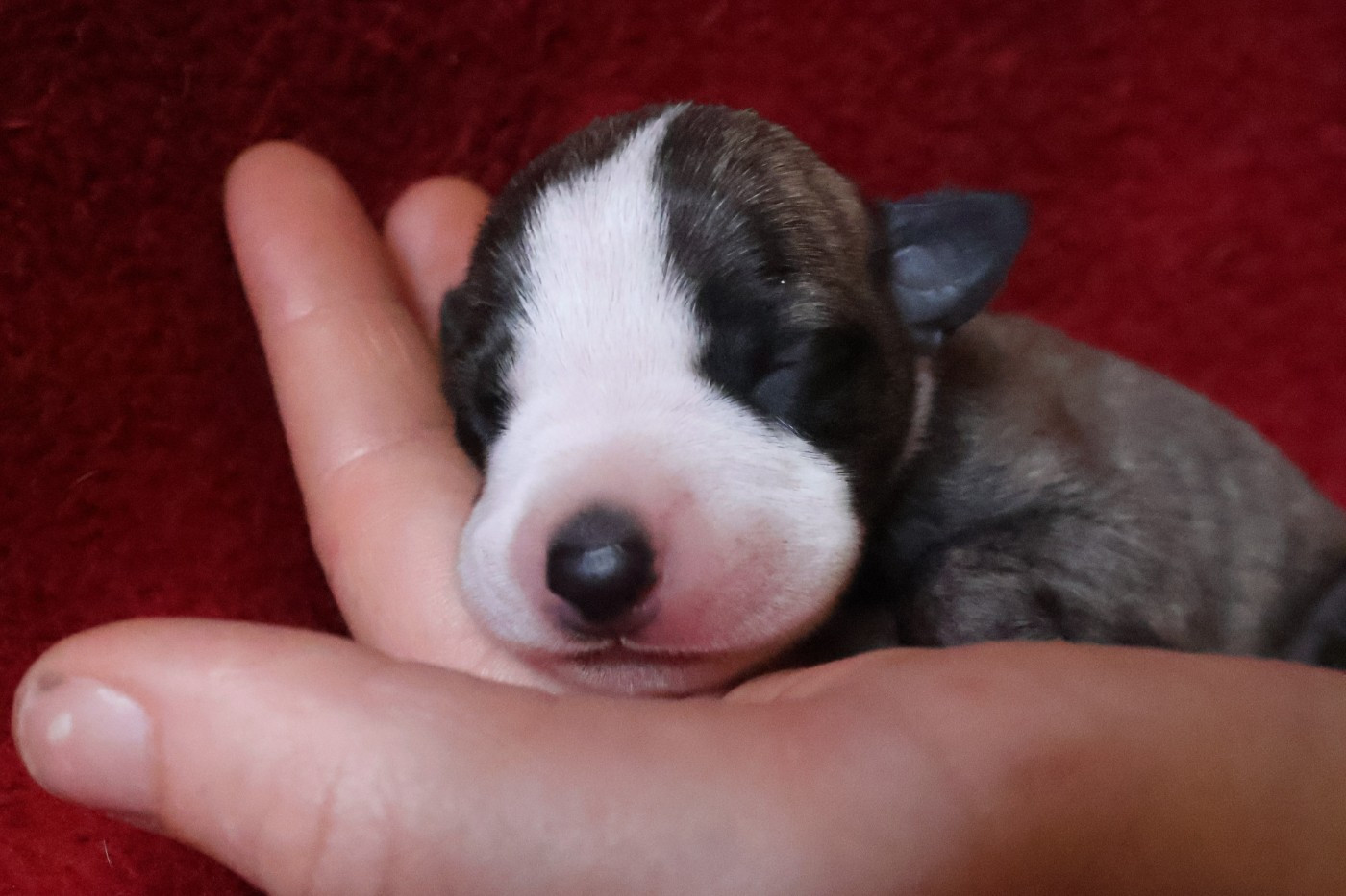 Dear Sweety - Chiots disponibles - Whippet