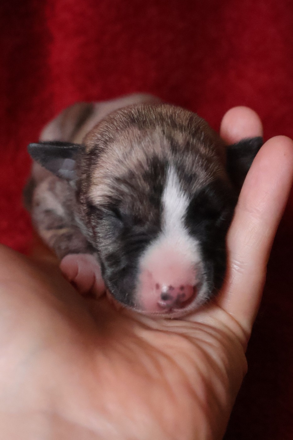 Dear Sweety - Chiots disponibles - Whippet