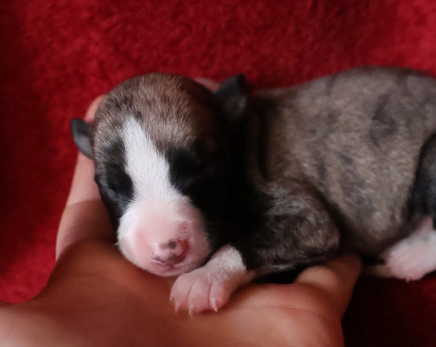 Dear Sweety - Chiots disponibles - Whippet