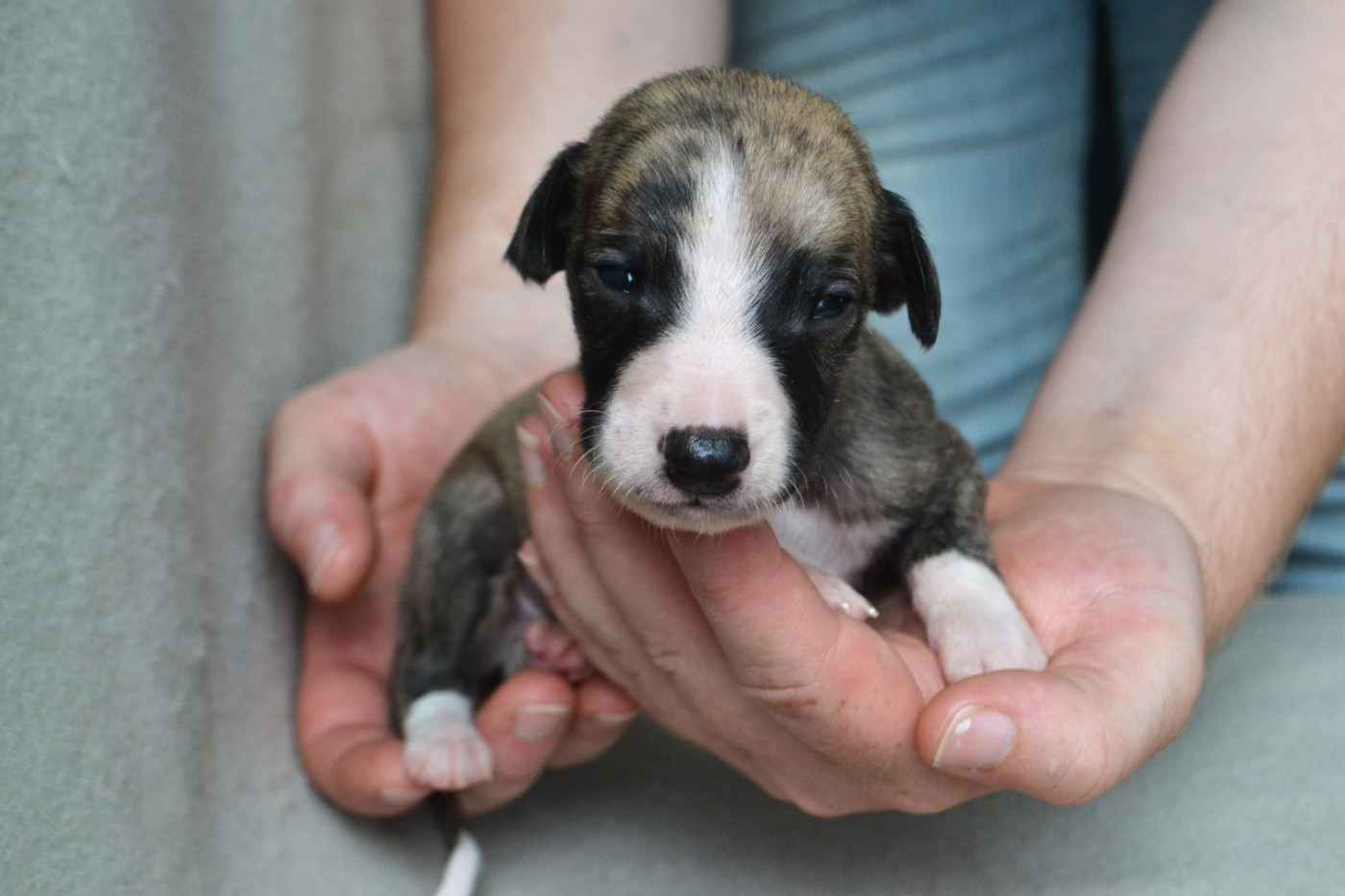 Dear Sweety - Chiots disponibles - Whippet