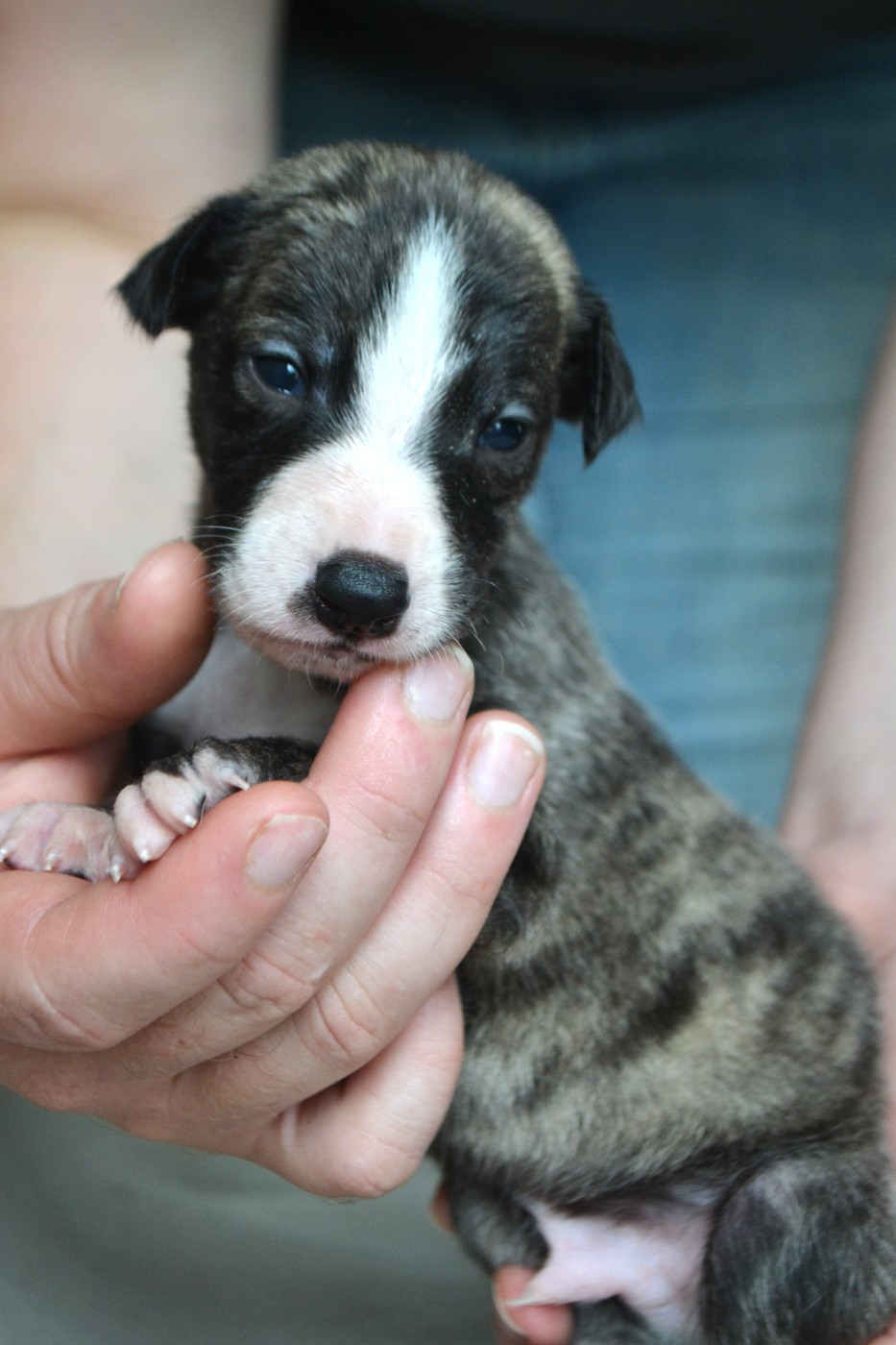 Dear Sweety - Chiots disponibles - Whippet