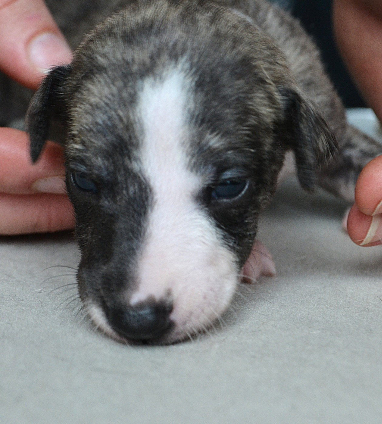 Dear Sweety - Chiots disponibles - Whippet