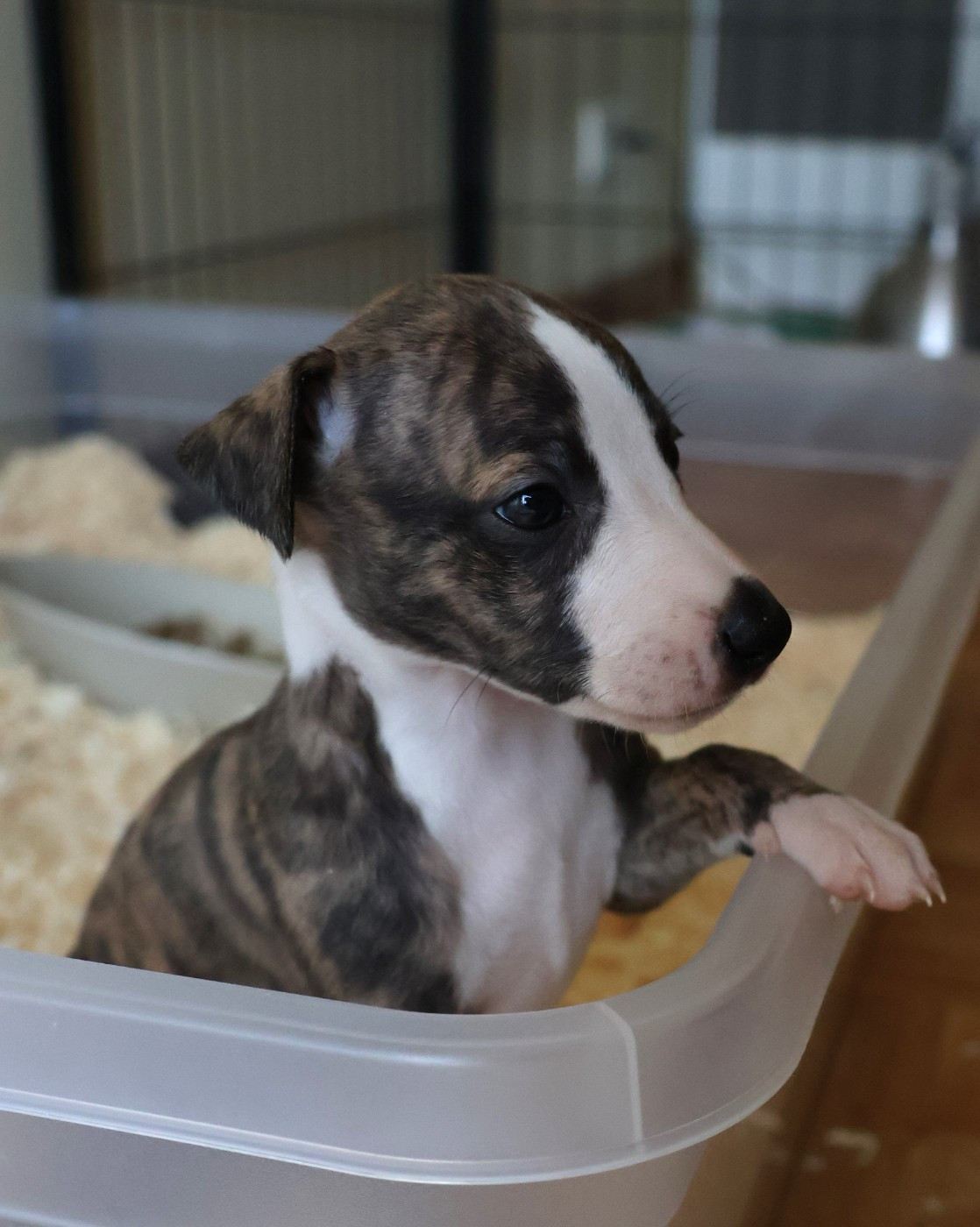Dear Sweety - Chiots disponibles - Whippet