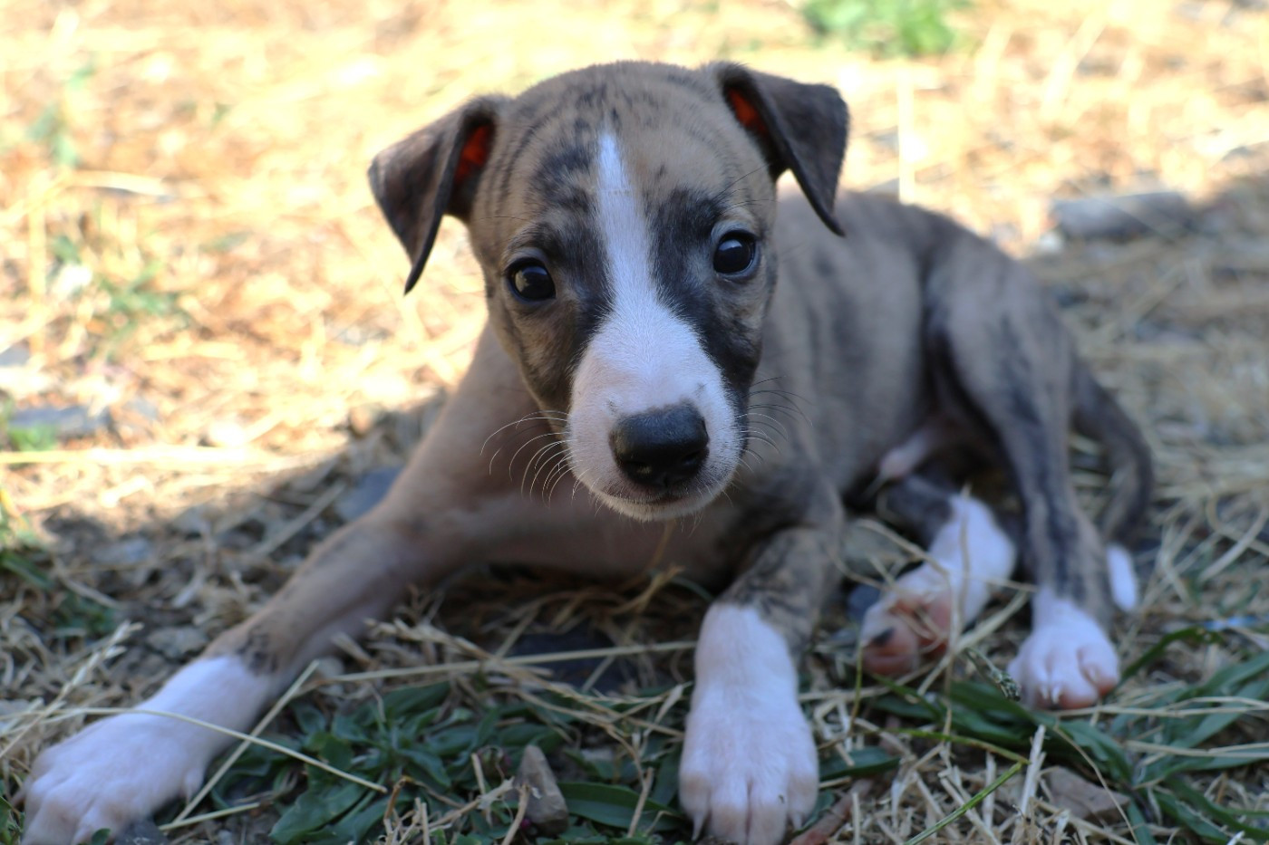 Dear Sweety - Chiots disponibles - Whippet