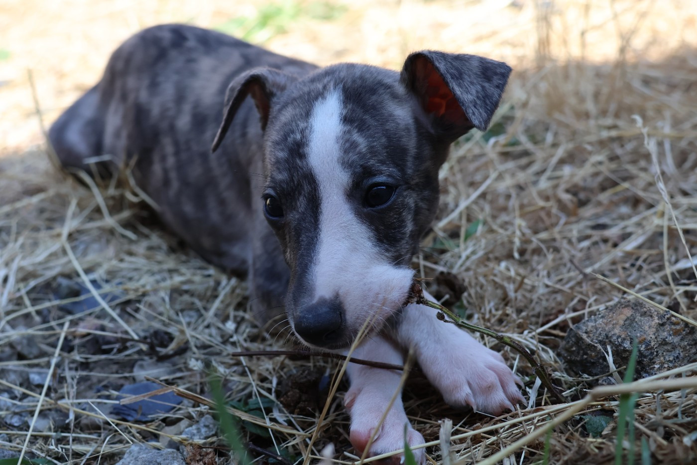 Dear Sweety - Chiots disponibles - Whippet