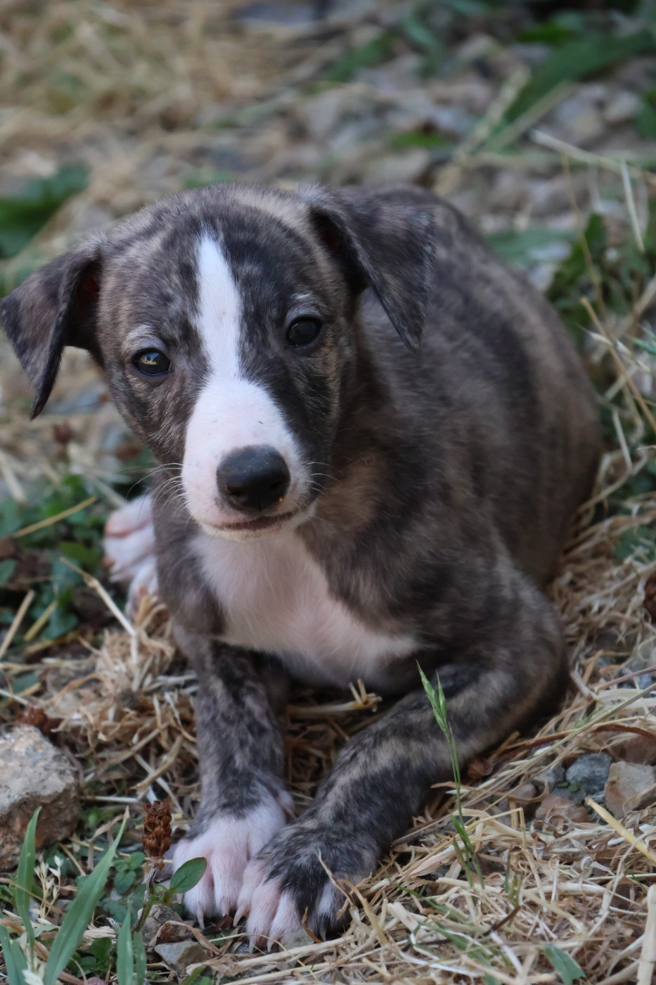 Dear Sweety - Chiots disponibles - Whippet