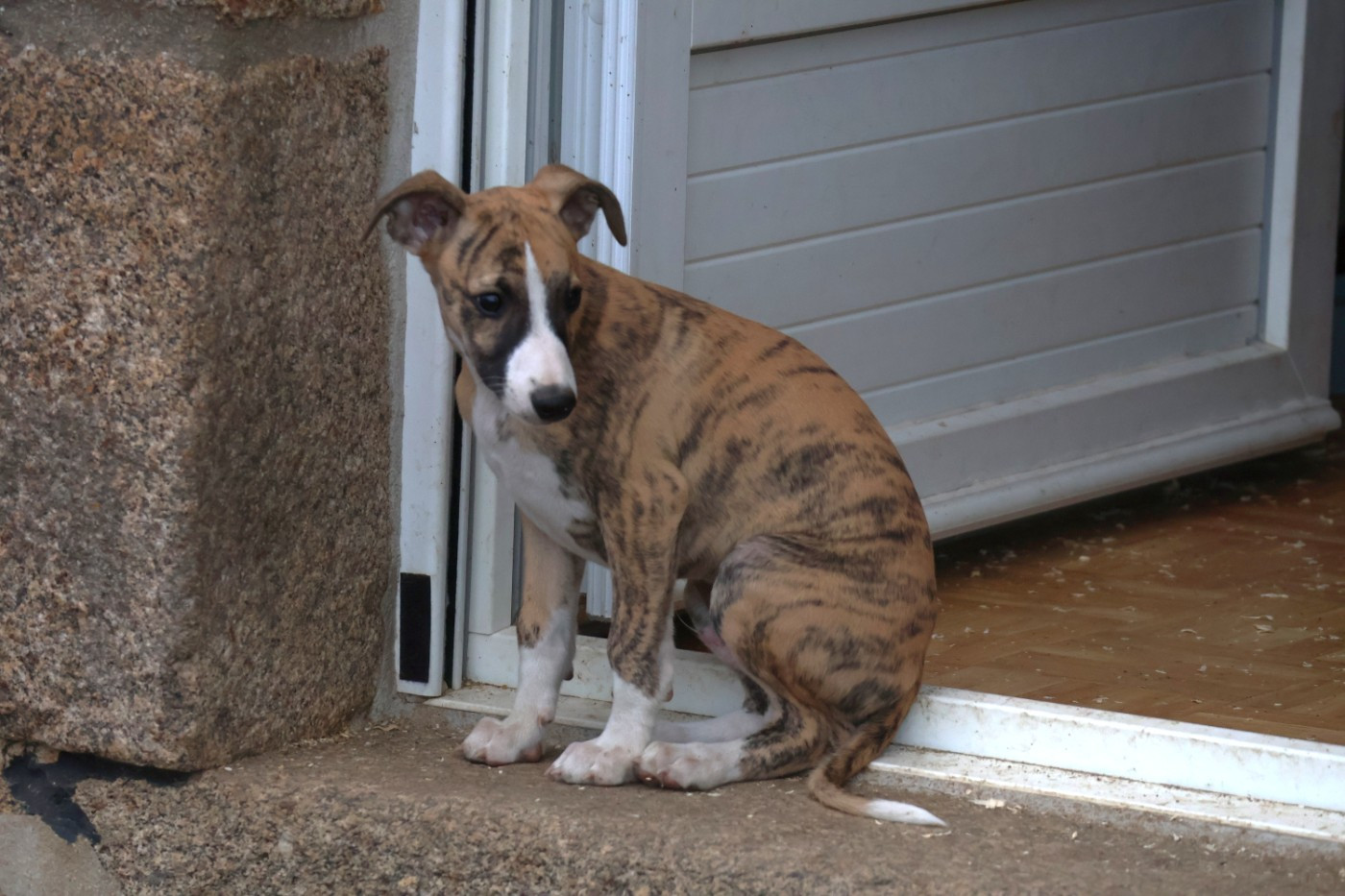 Dear Sweety - Chiots disponibles - Whippet