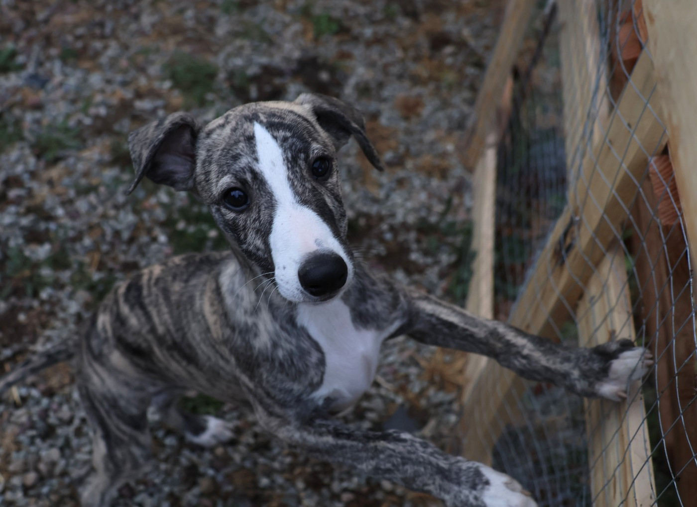 Dear Sweety - Chiots disponibles - Whippet