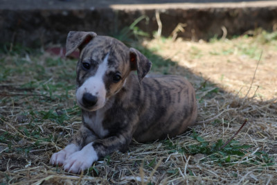 Bluma