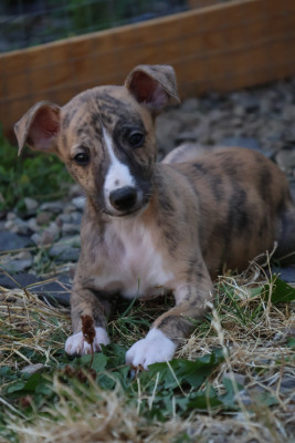 Chester
